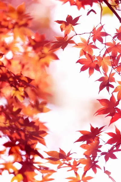 Червоне Кленове Листя Дереві Осінній Фон — стокове фото
