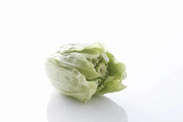 Beyaz Arkaplanda Yeşil Butterbur Filizi — Stok fotoğraf