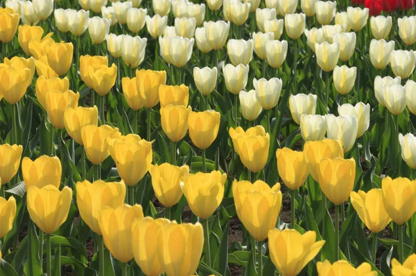 Schöne Gelbe Tulpen Auf Der Wiese Blühende Blumen — Stockfoto