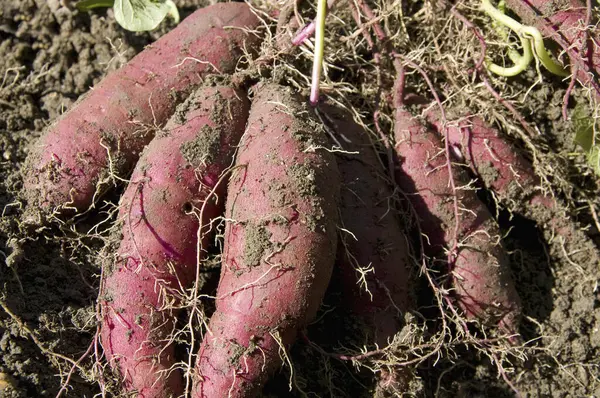 Pila Batatas Excavadas Suelo — Foto de Stock