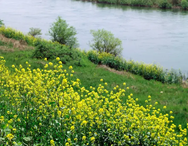 beautiful flowers on the river bank