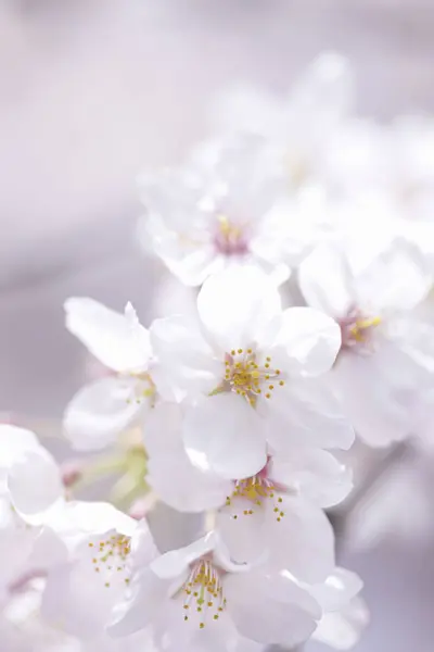 Belas Flores Cereja Primavera Vista Perto — Fotografia de Stock