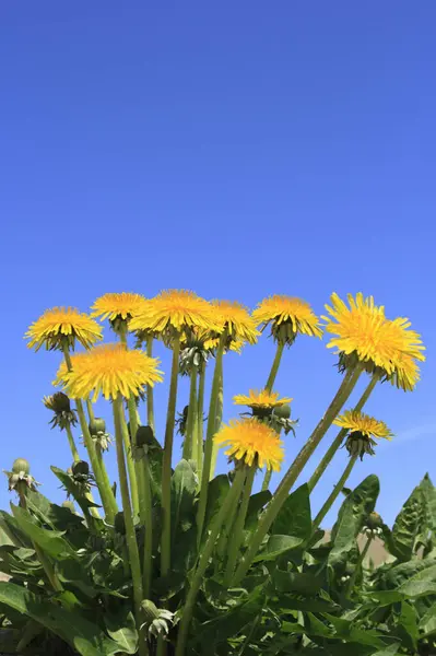 Beautiful Yellow Dandelion Flowers Garden — Stock Photo, Image
