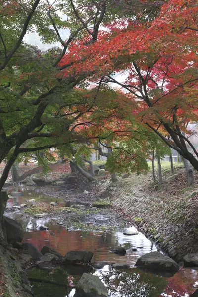 Красочные Осенние Деревья Возле Реки Японском Парке — стоковое фото