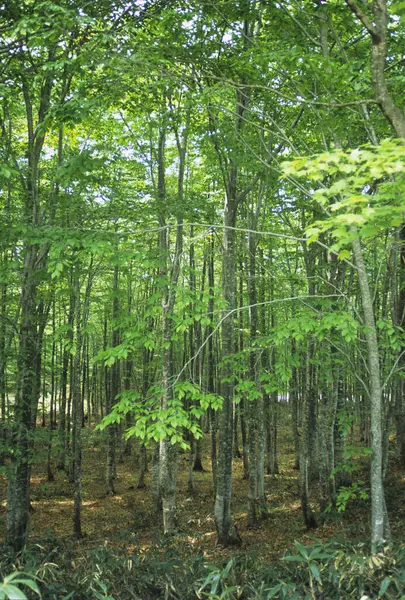 Ormandaki yeşil ağaçların güzel manzarası 