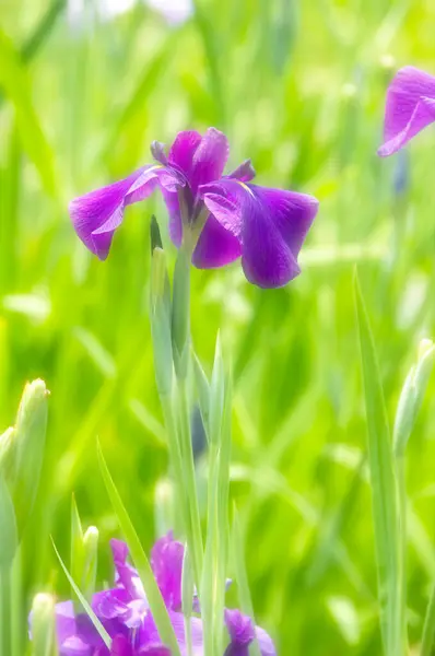 Nahaufnahme Von Schönen Lila Irisblüten Garten — Stockfoto