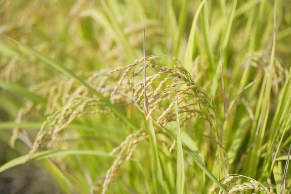 Αυτιά Των Φυτών Ρυζιού Στο Χωράφι Κοντινή Προβολή — Φωτογραφία Αρχείου