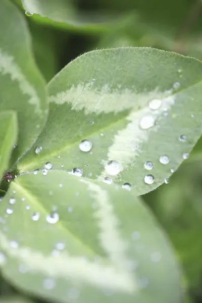 Wassertropfen Auf Grünen Blättern — Stockfoto