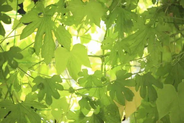 Groene Bladeren Achtergrond Natuurlijke Achtergrond — Stockfoto