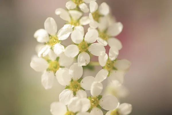 Κοντινή Θέα Των Όμορφων Λευκών Ανθών Κερασιάς — Φωτογραφία Αρχείου