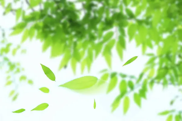 abstract green leaves background. vector illustration