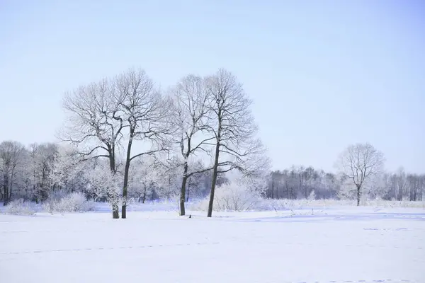 Χειμερινό Τοπίο Χιονισμένο Δάσος Και Δέντρα — Φωτογραφία Αρχείου