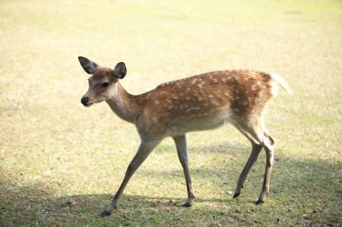 Japonya, Nara 'da bir parkta kahverengi geyik. 