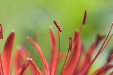 Bahçedeki kırmızı çiçek