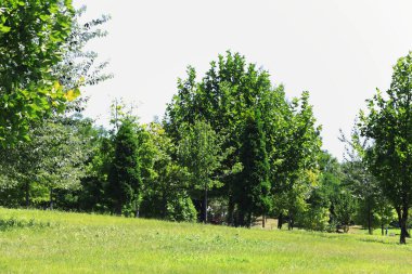 Parktaki güzel yeşil ağaçlar 