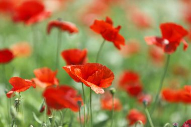 Kırmızı haşhaş tarlası, yaz çayırı manzarası. Doğa arkaplanı 