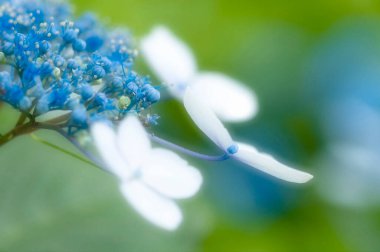 Bahçedeki güzel mavi çiçeklerin yakın çekim görüntüsü 