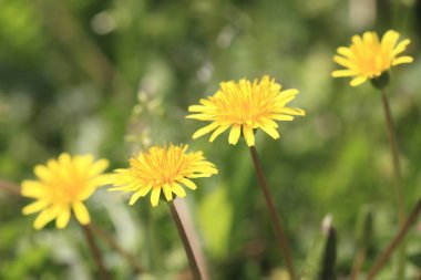 Yeşil çayırlarda açan güzel karahindiba çiçekleri.