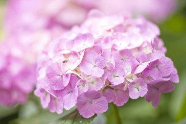 Bahar bahçesinde güzel ortanca çiçekleri, güzel doğal arka plan                    