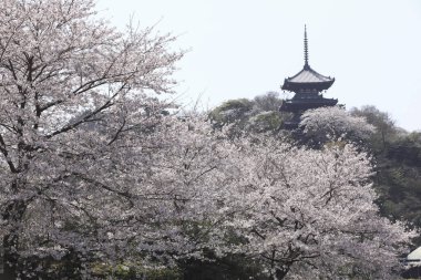 Japonya 'da kiraz çiçekleri ve Japon tapınağı olan güzel bir manzara.