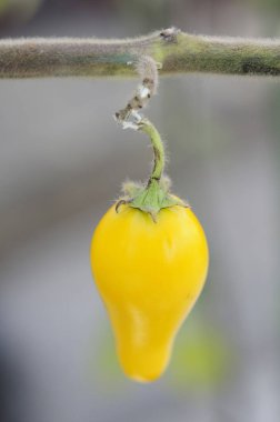 Olgun sarı bir dolma biberin yanına.