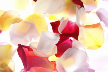 Beyaz arkaplanda izole edilmiş renkli gül yaprakları