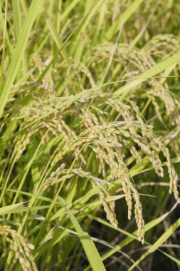 Tarladaki pirinç bitkilerinin kulakları, yakın görüş