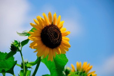 Mavi gökyüzü ile sarı ayçiçeği