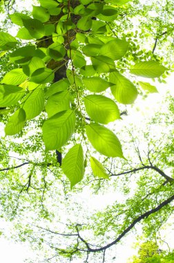 Baharda bahçede güzel yeşil yapraklar         