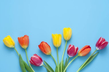 Mavi arka planda güzel lalelerin üst manzarası    