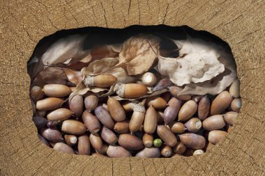 Ağaç gövdesi meşe palamudu ve kuru yapraklarla dolu.