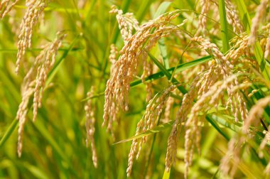 Tarladaki pirinç bitkilerinin kulakları, yakın görüş