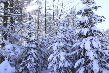 Kış ormanı karla kaplı.