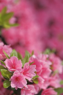 İlkbaharda güzel pembe rhododendron çiçekleri. Görüntüyü kapat