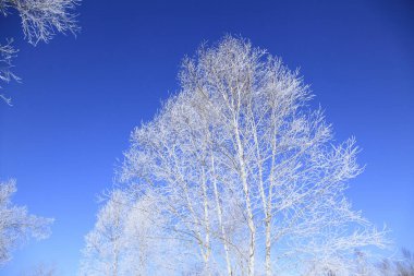 Kışın huş ağacı