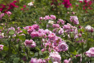 Pembe rengin çiçeği