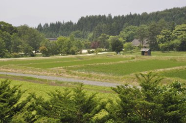 Japonya 'nın yeşil ormanı ve kırsal köyü olan güzel bir manzara.