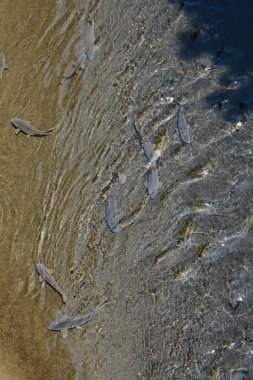 Gölet suyunda yüzen balıkların yakın görüntüsü      
