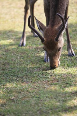 Japonya, Nara 'da bir parkta kahverengi geyik. 