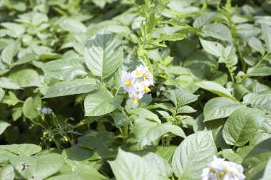 Bahçedeki patates mahsulleri, detaylı manzara.