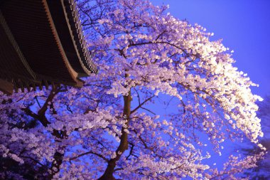 Japonya 'da gece Sakura çiçeği açar.