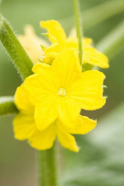 Arkaplanı bulanık sarı çiçeklere yakın çekim