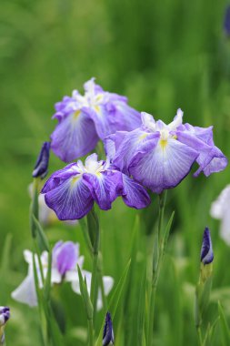 Bahçedeki güzel çiçekler