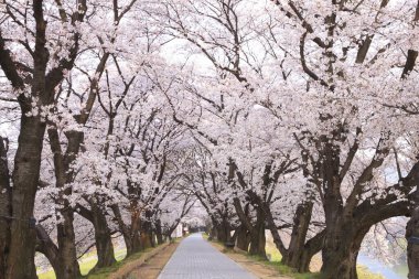 İlkbaharda kiraz ağacının çiçek açması. 