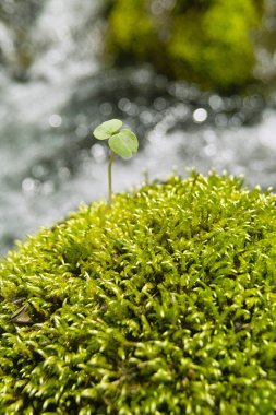 Ağaçta yeşil yosun