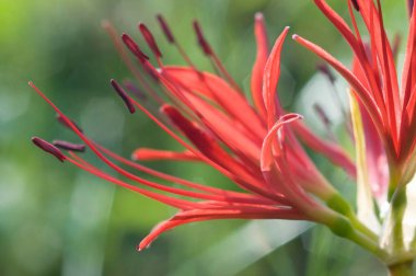 Bulanık arkaplanı olan kırmızı çiçeğin kapağını kapat