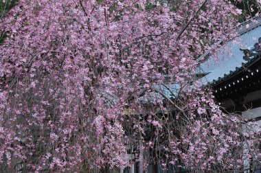 Güzel pembe kiraz çiçeklerinin manzarası 