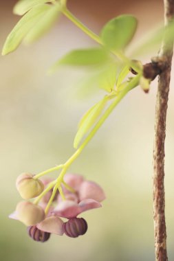 Bir çiçeğe yaklaş.