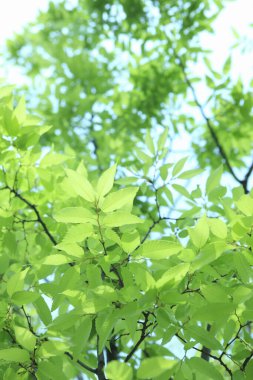 Ağaçta taze bahar yeşili yapraklar. Doğa arkaplanı
