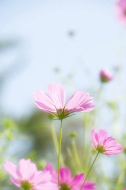 Renkli çiçeklerin arkaplan resmi, arka plan doğası